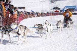 Lenk 2013